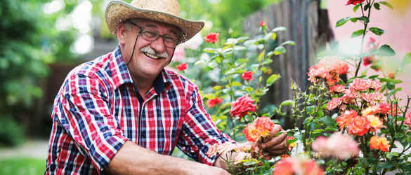 Man pruning a rose bush smiling at the camera